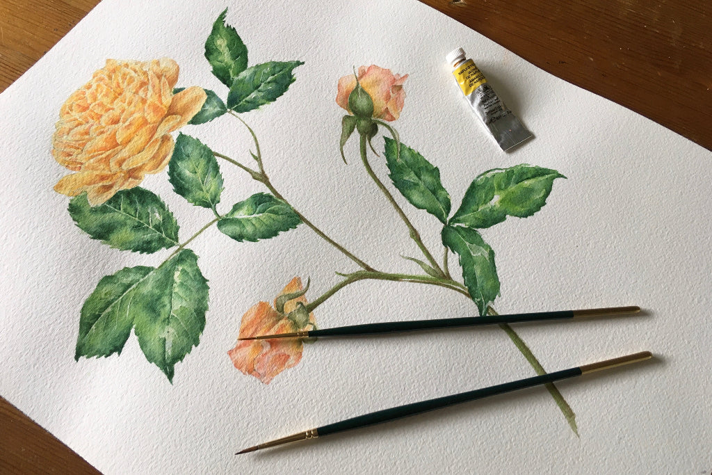 watercolour botanical painting of apricot yellow roses with paint brushes and paint tube