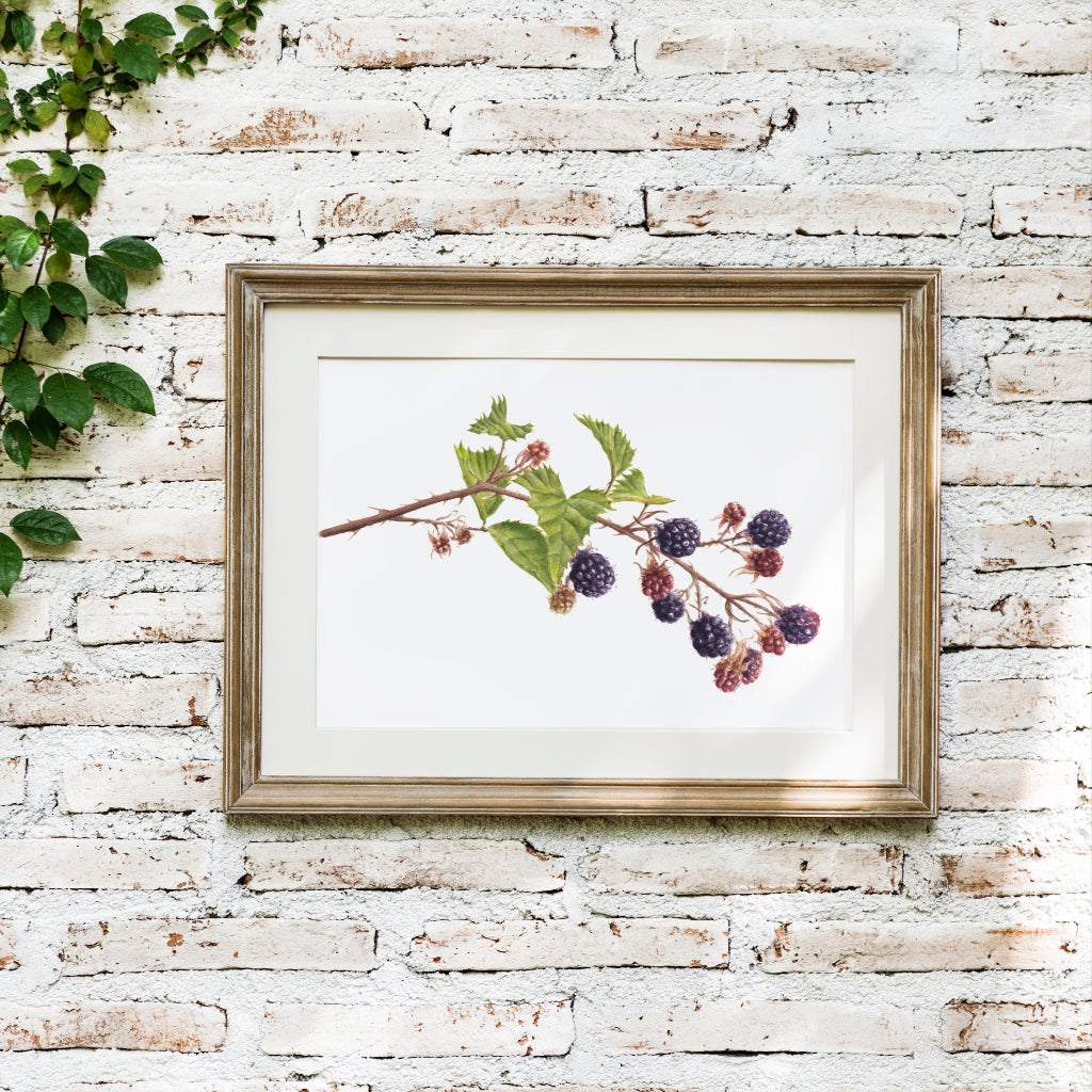 Framed botanical artwork of a branch with leaves and blackberries on a white brick wall. Rustic cottagecore wall art