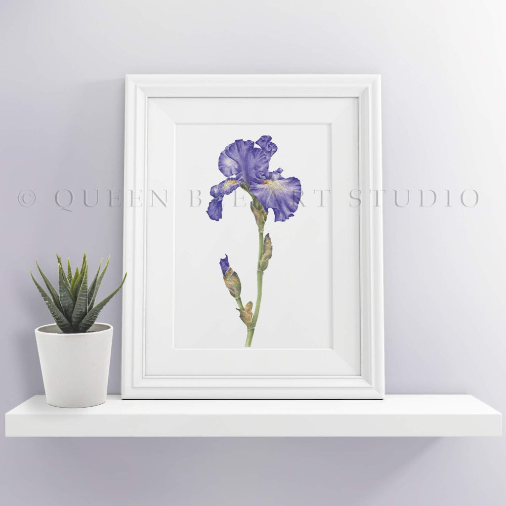 small framed iris botanical art print on a white shelf