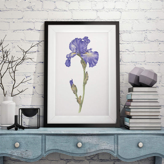 large framed botanical art print of detailed realistic purple blue iris watercolour painting, in room setting