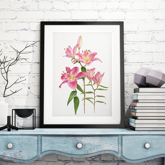 Large framed Pink lily botanical illustration in rustic cottagecore room setting in white 