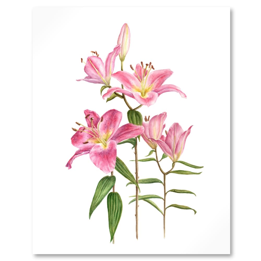 Close up of an art print with watercolour botanical illustration of Pink stargazer lily