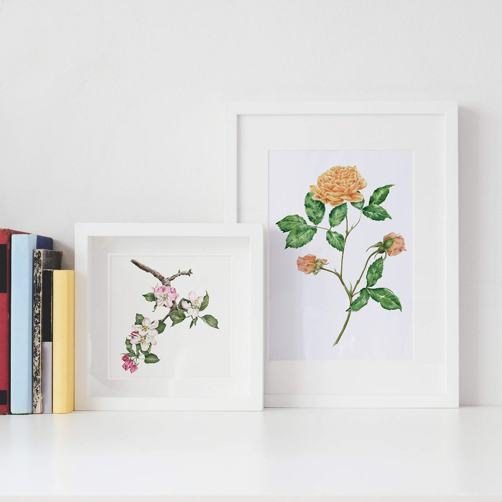 apple blossom & golden yellow rose framed botanical art prints on a shelf