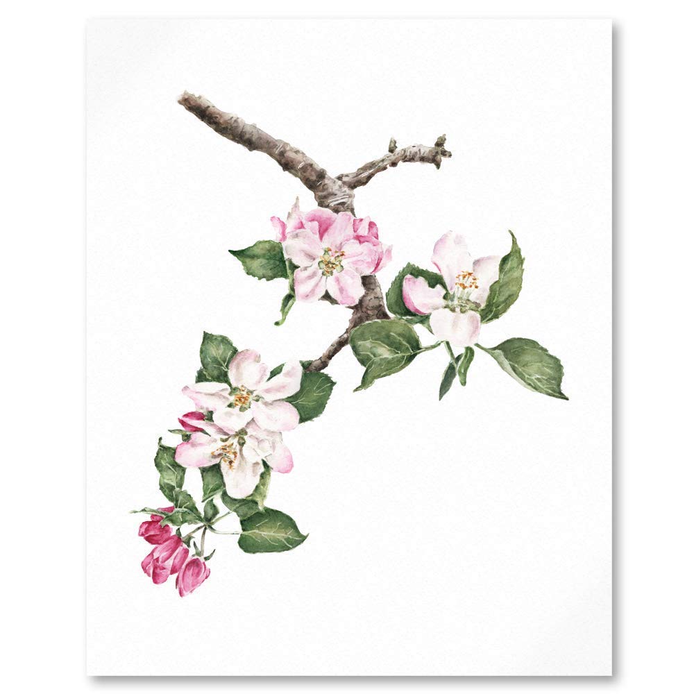Close up of apple blossom with leaves botanical illustration
