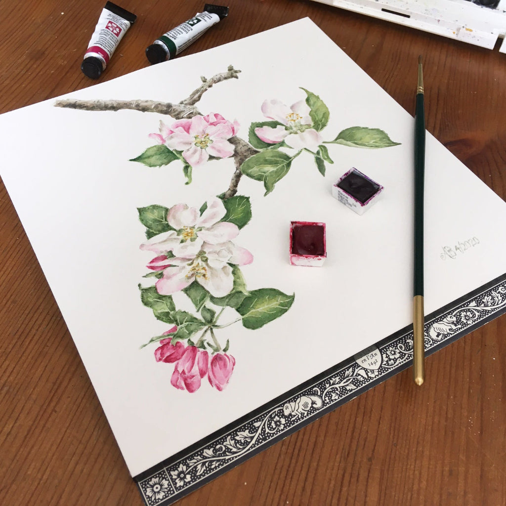 original apple blossom botanical illustration in watercolour showing brushes and paint
