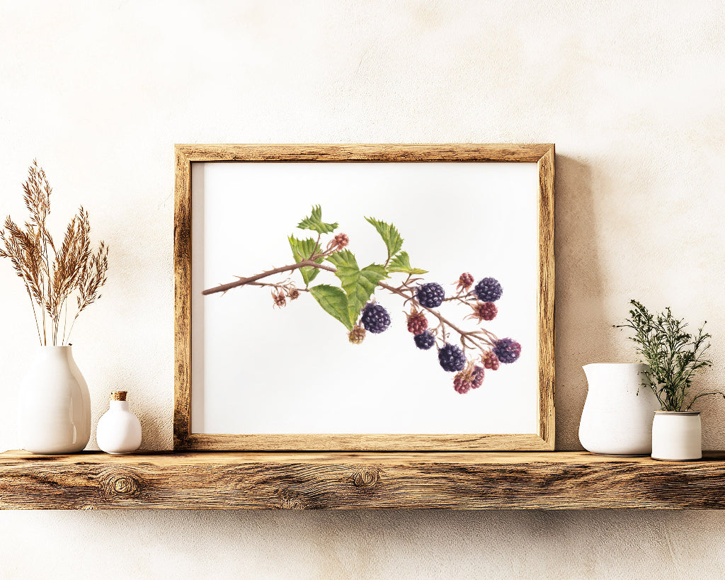 Framed botanical print of autumn blackberries, painted in watercolour in a realistic style, on a rustic wooden shelf with decorative plants. 