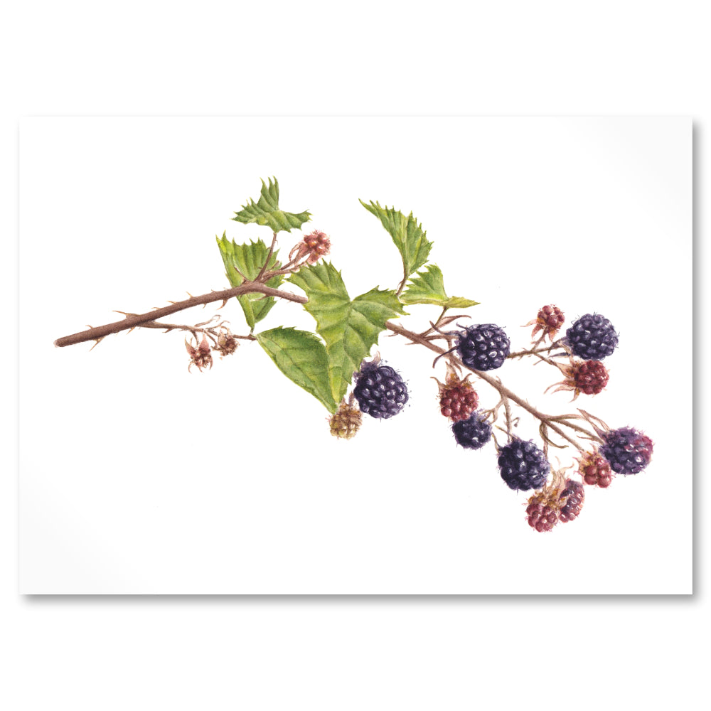 Illustration of a bramble branch with green leaves and purple and red blackberries on a white background