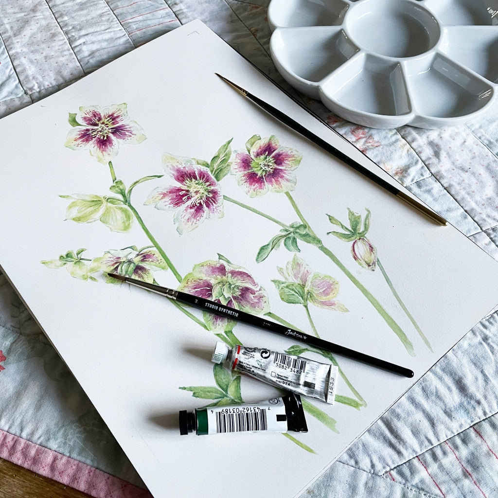 watercolour painting of a Detailed botanical illustration of pink green cream lenten or christmas roses