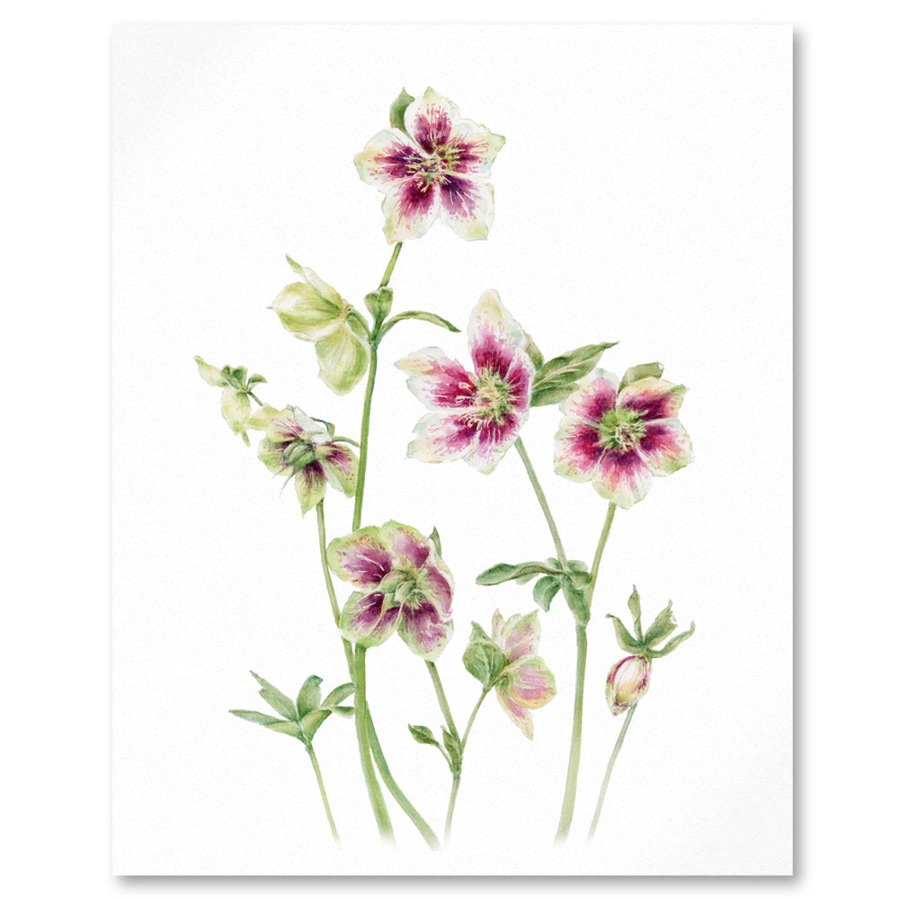 Close up of watercolour botanical illustration of cream green pink hellebores