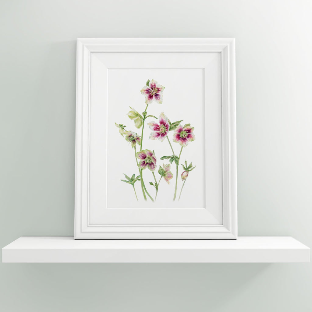 small framed art print of realistic pink green cream winter hellebores on shelf
