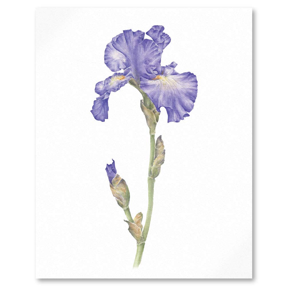 Close up of watercolour botanical illustration of purple blue Iris Germanica