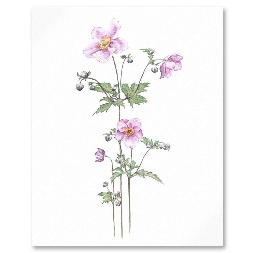 close up of pale pink japanese anemone flower botanical art print
