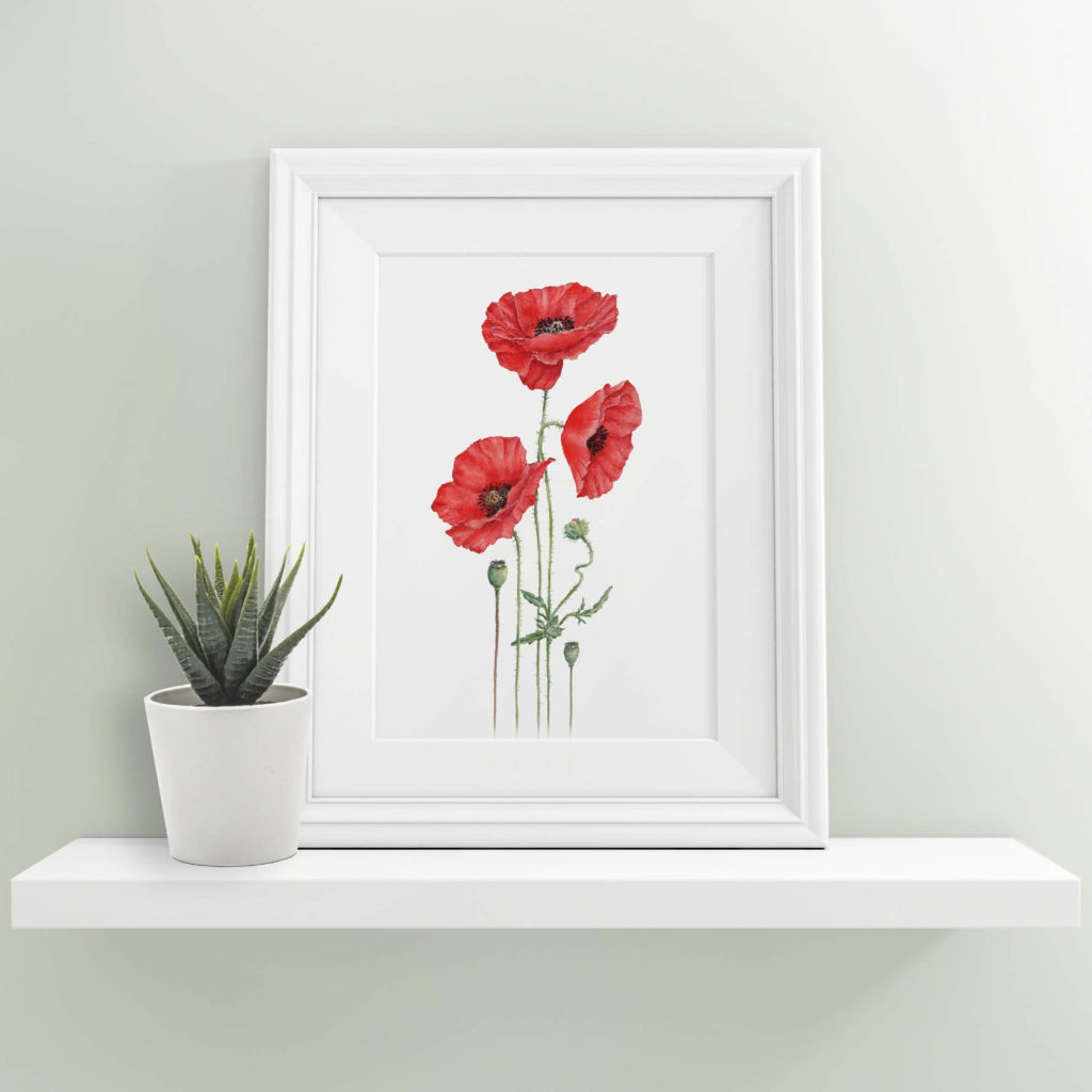 small framed red field poppy botanical print on a shelf