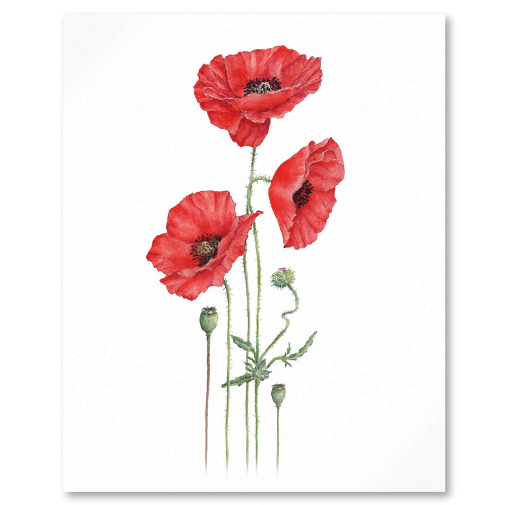 Close up of botanical illustration of 3 red field poppies