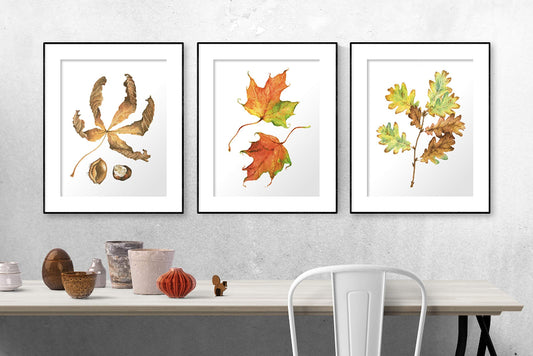 set of 3 art prints with autumn leaves in gallery wall display, with maple, oak and chestnut
