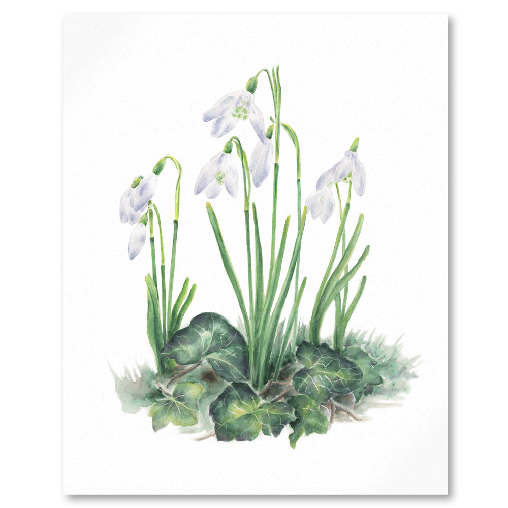 Close up of botanical art print of white snowdrops and ivy leaves