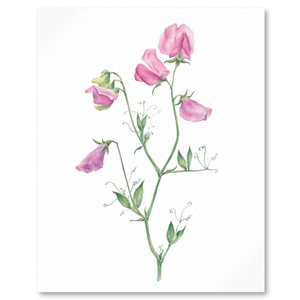 Close up of watercolour botanical art painting of pink sweet peas